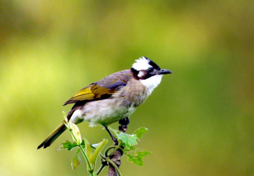 野生白头翁鸟如何饲养