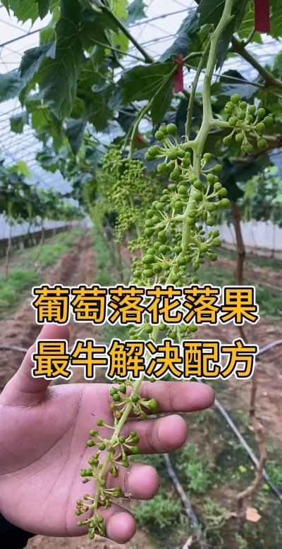 葡萄提前落果怎么办