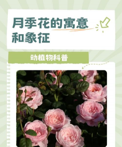 月季花开是什么预兆