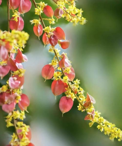 黄栾树的花叫什么