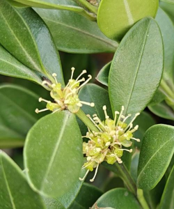 小叶黄杨花什么样子