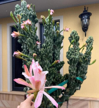 家庭养花用生根粉