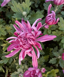 九月象征着什么花