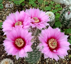 大花仙人掌什么属