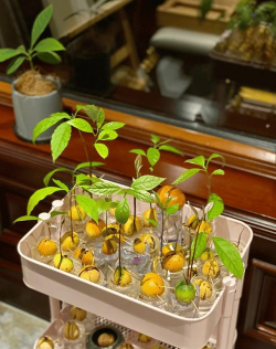 什么水果籽可以做水盆景