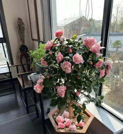 家庭养花用生根粉