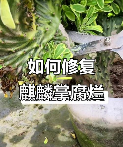 麒麟掌不变怎么办