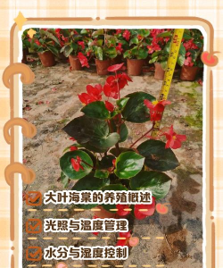 大叶海棠怎么变粗壮