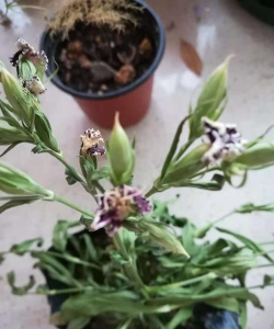 家庭养花用生根粉