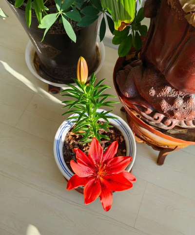 家庭养花用生根粉