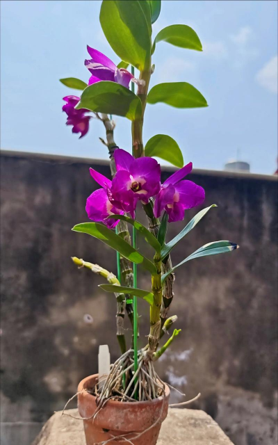 家庭养花用生根粉