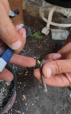 枣树盛夏嫁接法