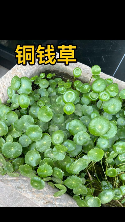 铜钱草到底怎么了