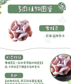 雪精灵多肉如何爆盆