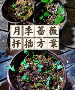 扦插蔷薇花了怎么施肥