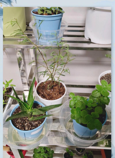 家庭养花用生根粉