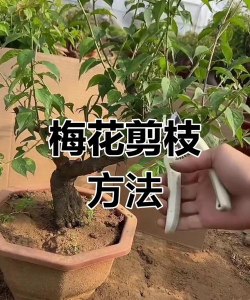 冬天怎么修剪迎春花