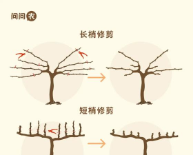 魏可葡萄怎么冬剪