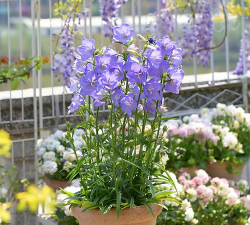 桃叶风铃草怎么养