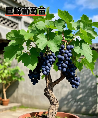 盆栽巨峰葡萄用什么土