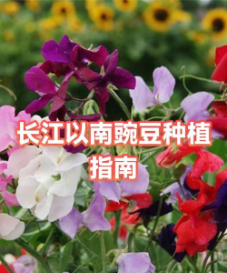 长江以南什么时候种碗豆