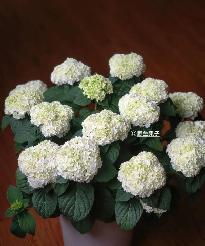 白色的绣球花叫什么