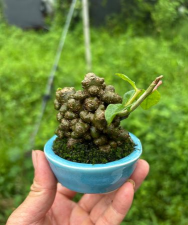 家庭养花用生根粉