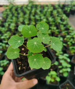 旱金莲什么时间种好