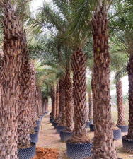 中东海枣的栽培管理方法