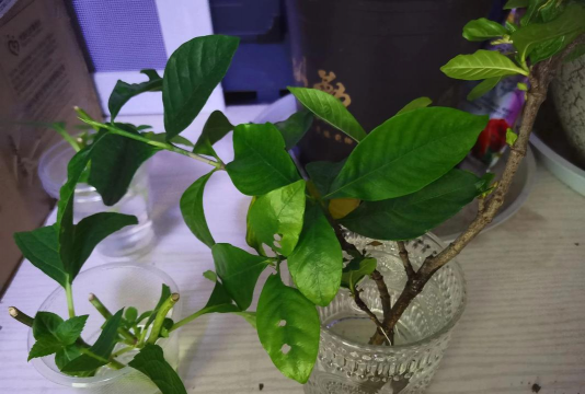 家庭养花用生根粉