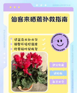 仙客来换盆后怎么补救