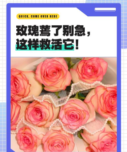 家庭养花用生根粉