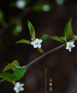 山莓的花是什么颜色