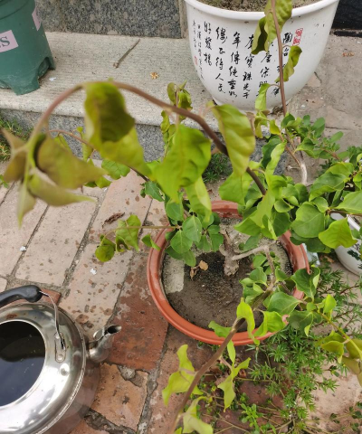 家庭养花用生根粉