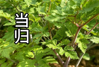 当归叶子是什么样的