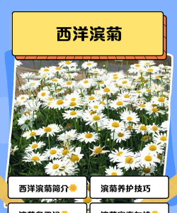 西洋滨菊什么时候开花