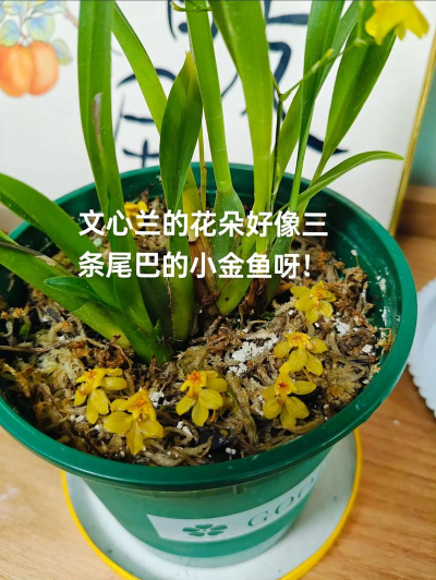 雯心草什么时间开花