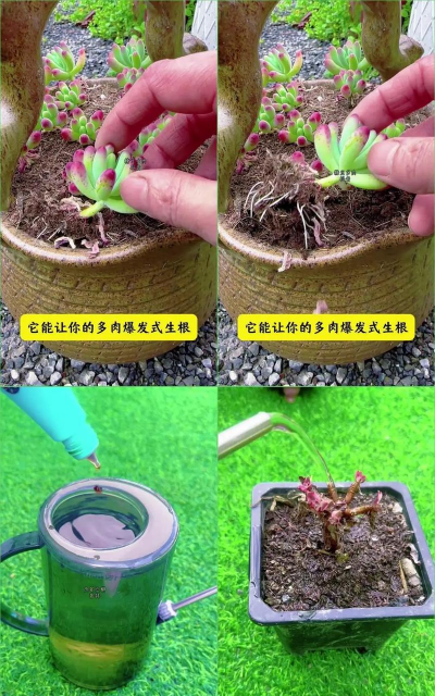 家庭养花用生根粉