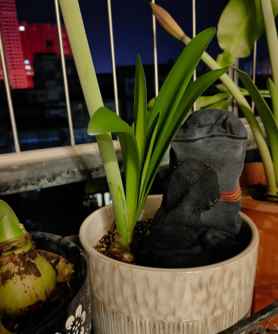 家庭养花用生根粉