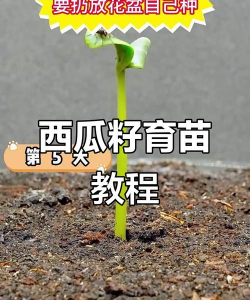 西瓜籽怎么变成西瓜的