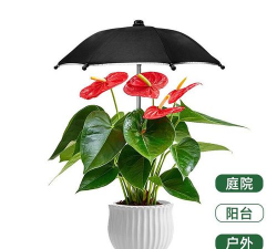 养花防寒伞 养花防寒伞