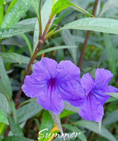 花像翠芦莉是什么