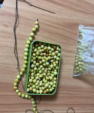 栾树种子如何做肥皂