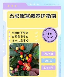 五彩椒如何种植