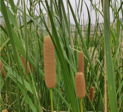 水烛栽培管理要点