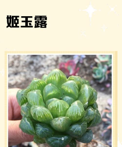 怎么分辨姬玉露和玉露