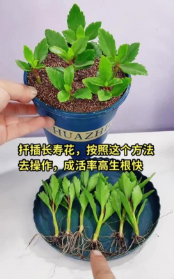 家庭养花用生根粉