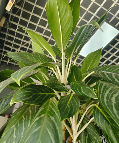 白雪公主植物属于什么科