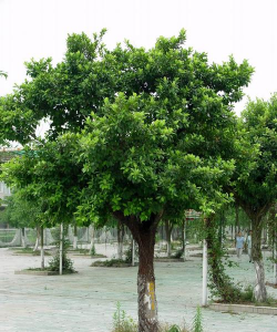 小叶榕仿真叶配什么花