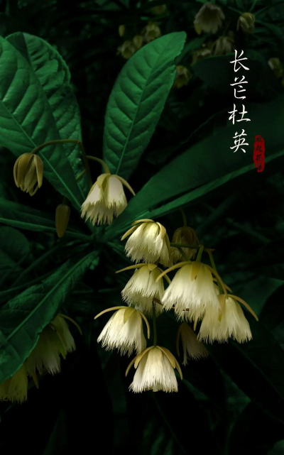 杜英花的花语是什么